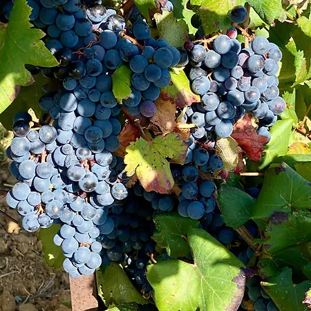 Maison Du Midi, 2 De Charme